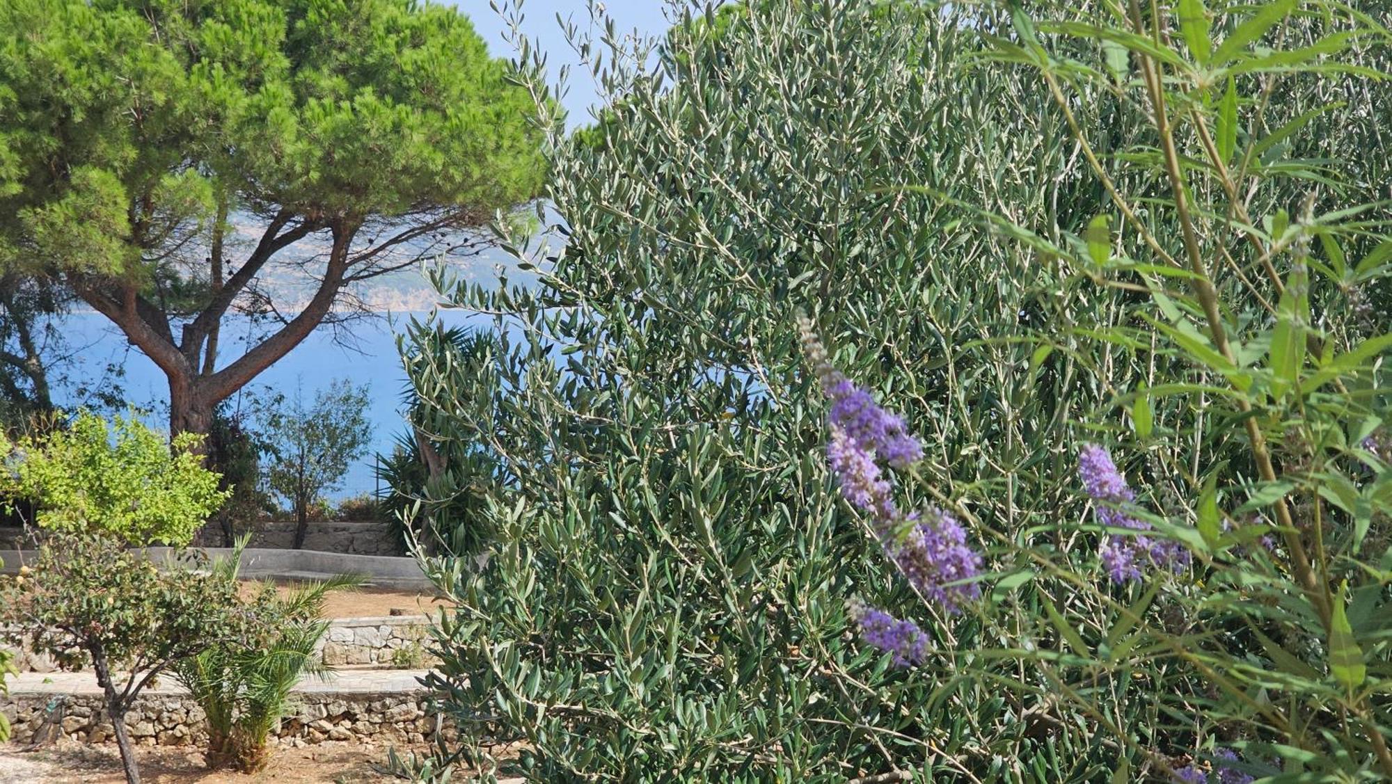 Ploes Luxury Cottages Pesadha Exterior photo